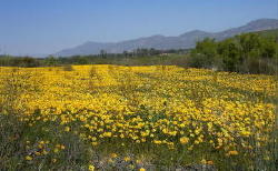 Bild 1 zur Urlaubsidee »Zur Wildblumenblüte und Safari nach Südafrika«