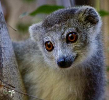 Bild 1 zur Urlaubsidee »Lemureninsel Madagaskar «