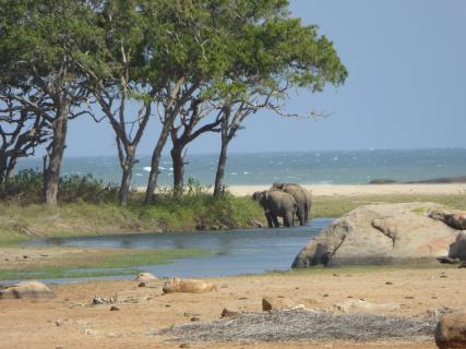 Bild 11 zur Urlaubsidee »Sri Lanka Urlaub – unvergessliche Reise Erlebnisse auf der Perle des Indischen Ozeans«
