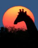 African Spirit Tours