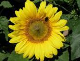 Sonnenblumen