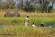 Botswana • Sambia - Fly-In-Safari mit Okavango-Delta, Moremi Reservat, Chobe NP...