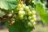Die leckerste Medizin der Welt: Riesling trinken und wandern