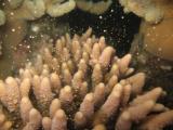 Urlaubsidee »„Coral Spawning“: Mitte November ist Paarungszeit am Great Barrier Reef«