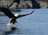 Urlaubsidee »Weißkopfseeadler am Mississippi beobachten«