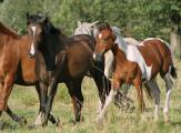 Urlaubsidee »Westernreiten in Schleswig-Holstein«