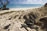 Urlaubsidee »"Turtle Watching" in Queensland: Neue Website informiert über Orte und Touren«