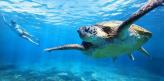 Urlaubsidee »Turtle Watching in Queensland«