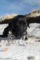 Urlaubsidee »Hundetraining und Urlaub an der Ostsee«