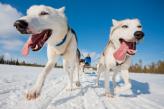 Urlaubsidee »Hundeschlitten - Silence of lapland«