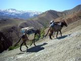 Urlaubsidee »Marokko - Von Marrakesch zum Toubkal - Maultier-Trekking durch den Toubkal-Nationalpark im Atlasgebirge«