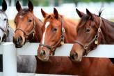Urlaubsidee »Reitkurs für Singles & Alleinreisende in den Allgäuer Bergen - mit Postkartenpanorama!«