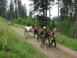 Urlaubsidee »Familiencamp Schwarzwald: Familien-Aktivurlaub im sonnigen Süden Deutschlands«