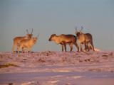 Urlaubsidee »Weihnachten in Schweden/Lappland - für Singles und Alleinreisende«