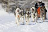 Urlaubsidee »Hundeschlitten-Wintertraum im Yukon«