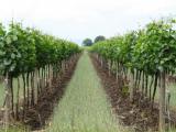 Urlaubsidee »Weinreise ins Burgenland«