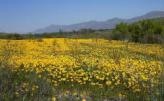 Urlaubsidee »Zur Wildblumenblüte und Safari nach Südafrika«