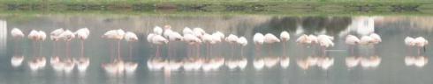Bild 2 zur Urlaubsidee »Ornithologie In der Ägäis «