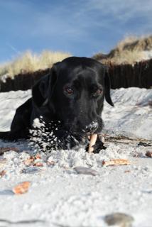 Bild 1 zur Urlaubsidee »Hundetraining und Urlaub an der Ostsee«