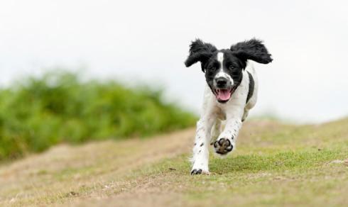 Bild 1 zur Urlaubsidee »Reisen mit Hund - "Südengland auf vier Pfoten"«