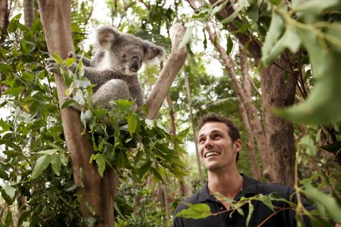 Bild 1 zur Urlaubsidee »Koalas knuddeln in Queensland: Neue Website listet Wildlife Parks, in denen das möglich ist«