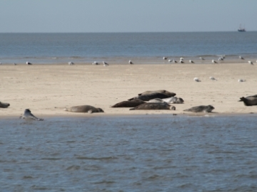 Bild 4 zur Urlaubsidee »Ostfrieslands Natur - Von Meerestieren und Moorkolonisten«