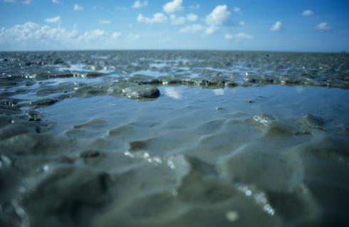 Bild 2 zur Urlaubsidee »Ostfrieslands Natur - Von Meerestieren und Moorkolonisten«