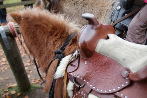 Bild 1 zur Urlaubsidee »Westernreiten für die ganze Familie«